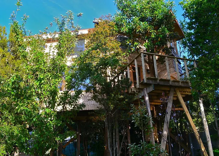 La Casa Del Árbol De Chiloé